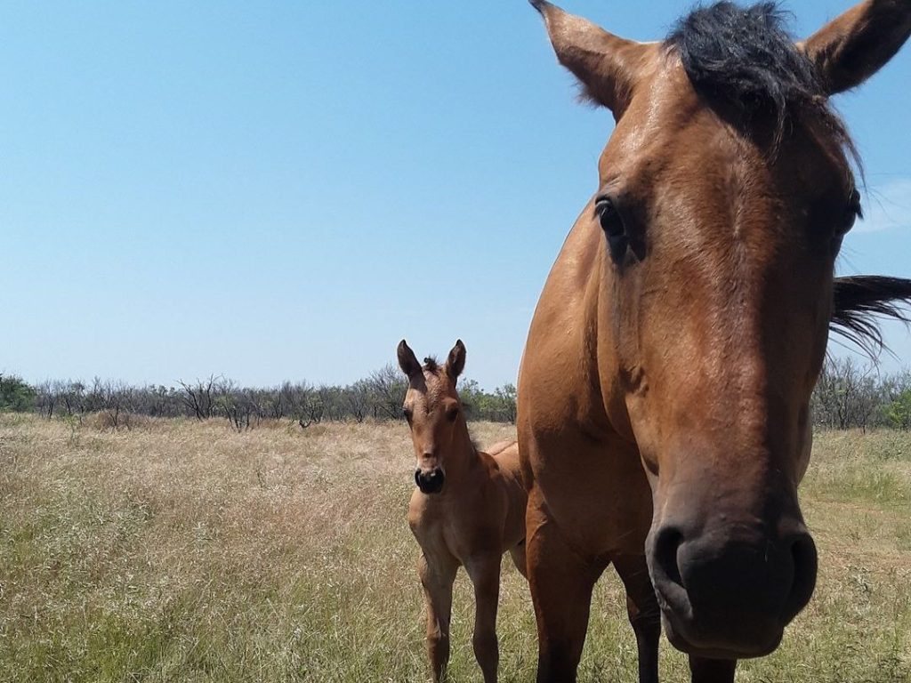 Request more info, Glasgow Ranch, foundation horses