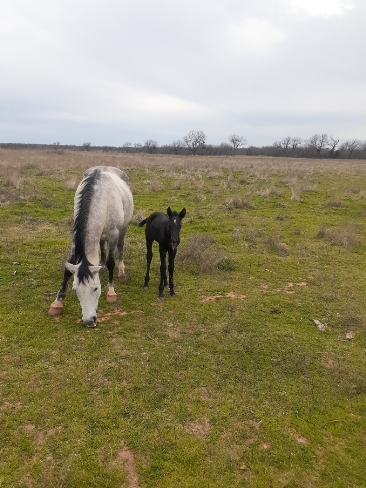 2025 Poco Bueno Colts for sale