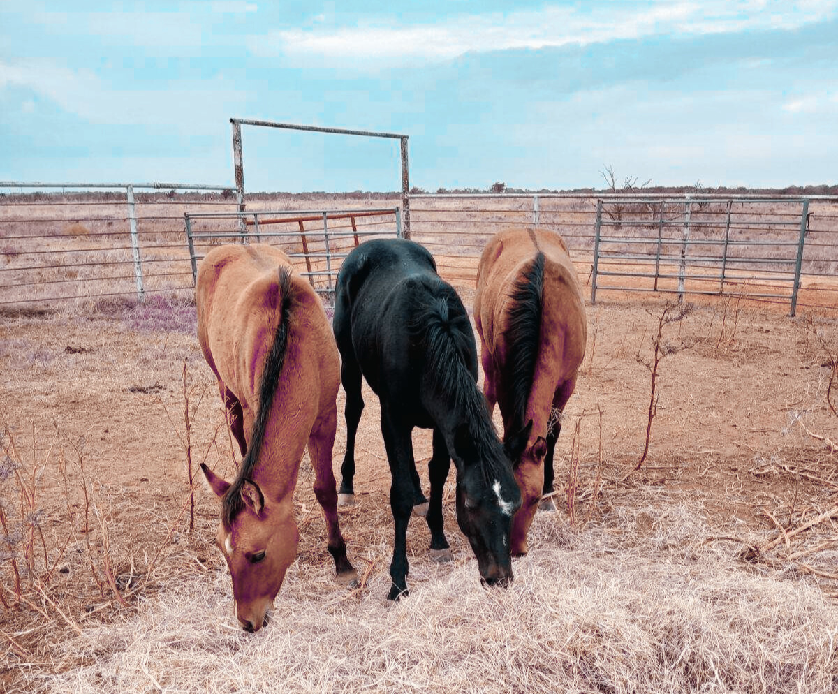 Foundation colts for sale Texas