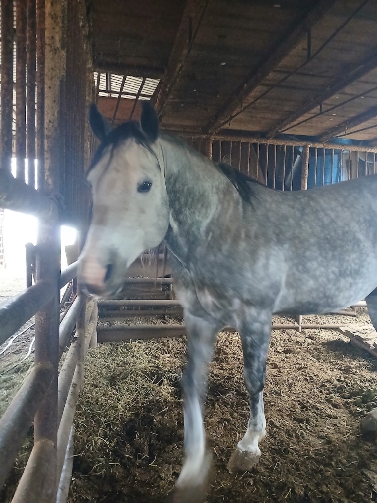 available stud Poco Blue Finale, Poco Bueno foundation bloodline