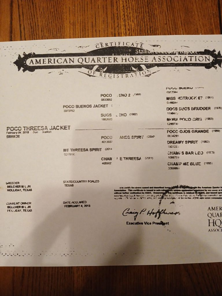 Poco Threesa Jacket stallion, Poco Bueno foundation bloodline