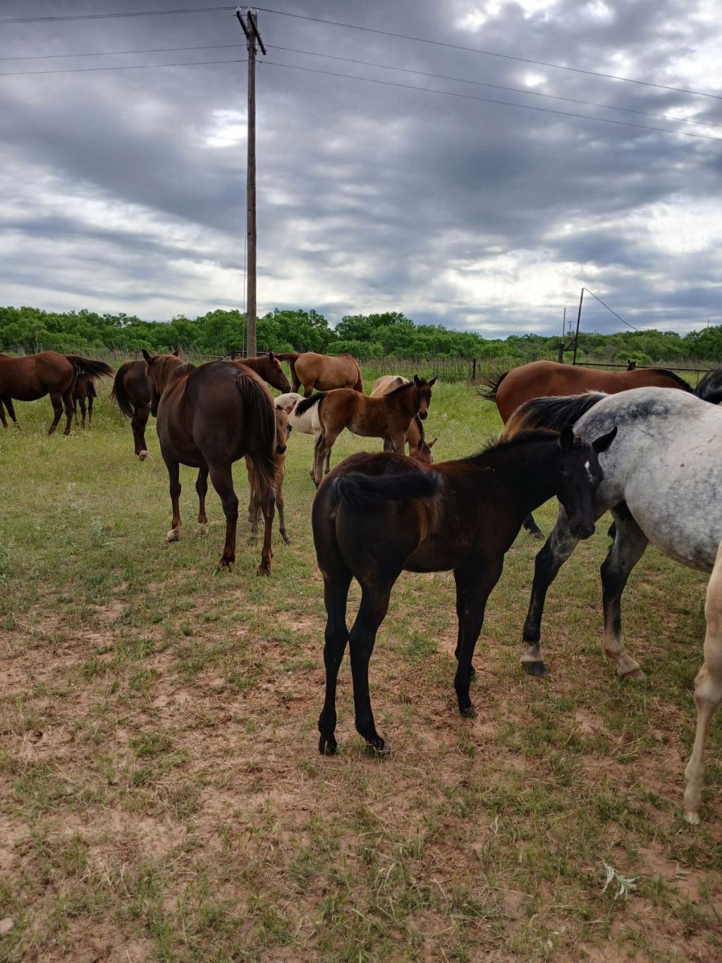 Breed mares poco bueno foundation bloodlines colts for sale