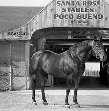 Poco Bueno stallions foundation bloodlines to breed